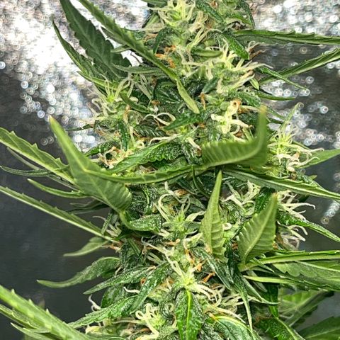 Apple Fritter Automatic growlog timeline photo