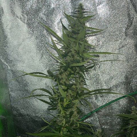 Apple Fritter Automatic growlog timeline photo