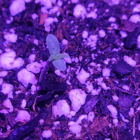 Tropicana Cookies Auto growlog photo: Day 2