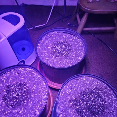 Tropicana Cookies Auto growlog photo: Day 2