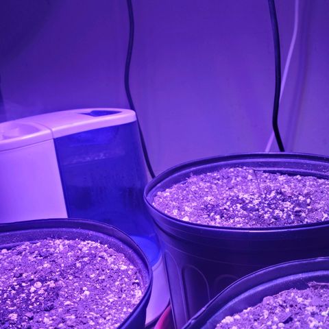 Tropicana Cookies Auto growlog photo: Day 3