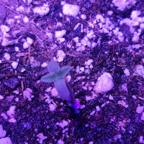 Tropicana Cookies Auto growlog photo: Day 3