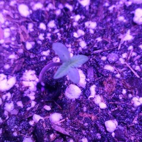 Tropicana Cookies Auto growlog photo: Day 3
