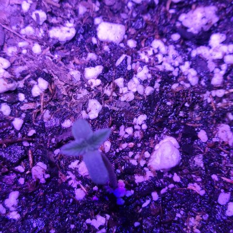 Tropicana Cookies Auto growlog photo: Day 3