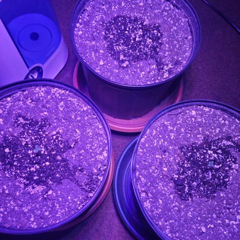 Tropicana Cookies Auto growlog timeline photo