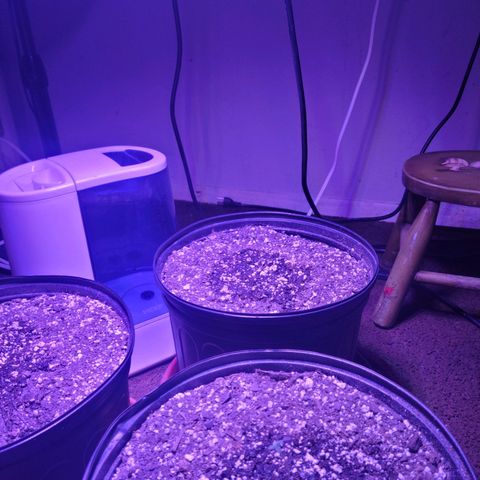 Tropicana Cookies Auto growlog timeline photo