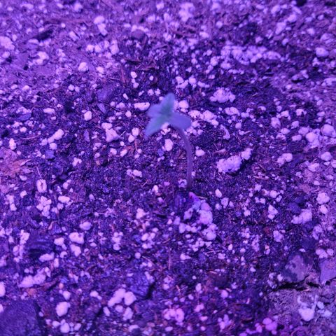 Tropicana Cookies Auto growlog timeline photo