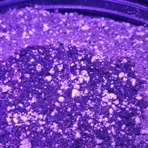 Tropicana Cookies Auto growlog timeline photo