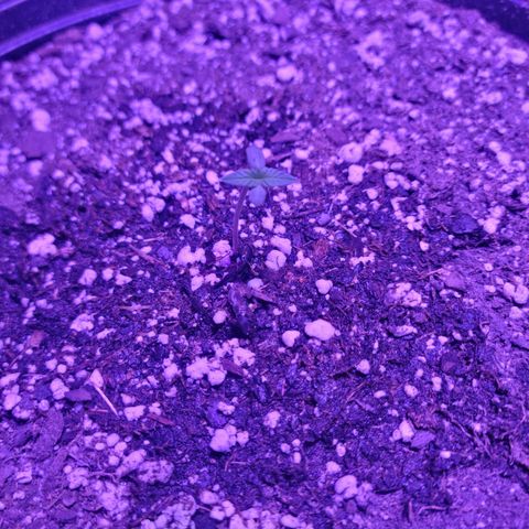 Tropicana Cookies Auto growlog timeline photo