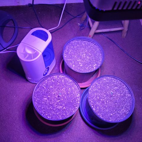 Tropicana Cookies Auto growlog timeline photo