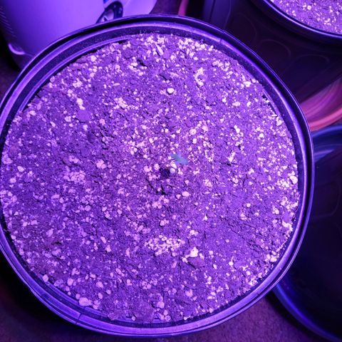 Tropicana Cookies Auto growlog timeline photo