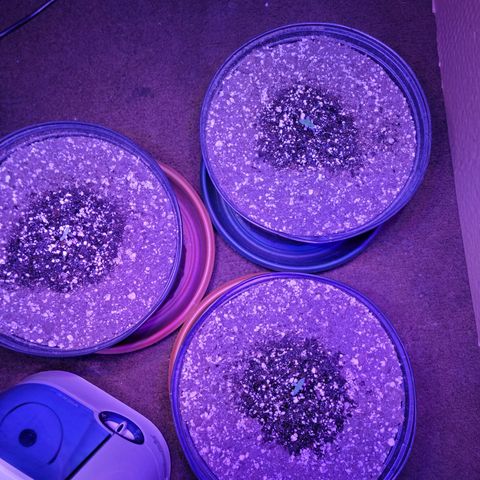 Tropicana Cookies Auto growlog timeline photo
