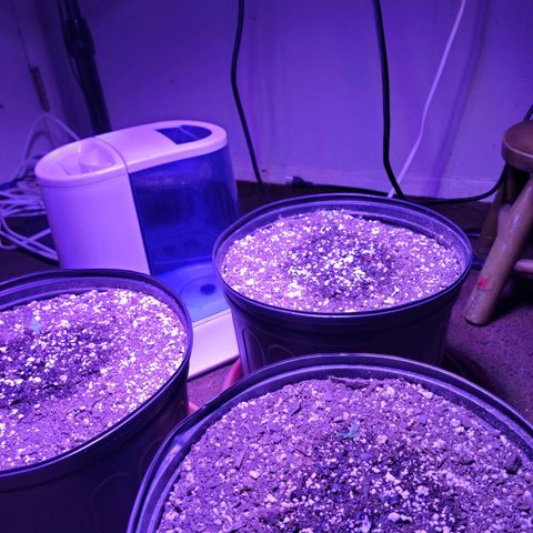 Tropicana Cookies Auto growlog timeline photo