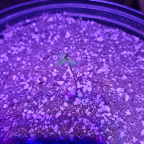 Tropicana Cookies Auto growlog timeline photo