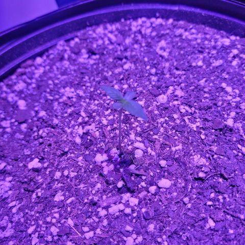 Tropicana Cookies Auto growlog timeline photo