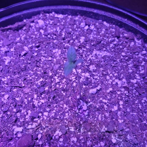 Tropicana Cookies Auto growlog timeline photo