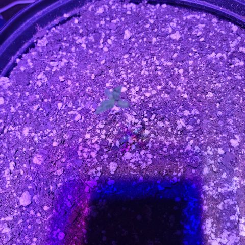 Tropicana Cookies Auto growlog timeline photo