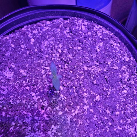 Tropicana Cookies Auto growlog timeline photo