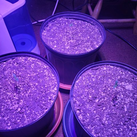Tropicana Cookies Auto growlog timeline photo