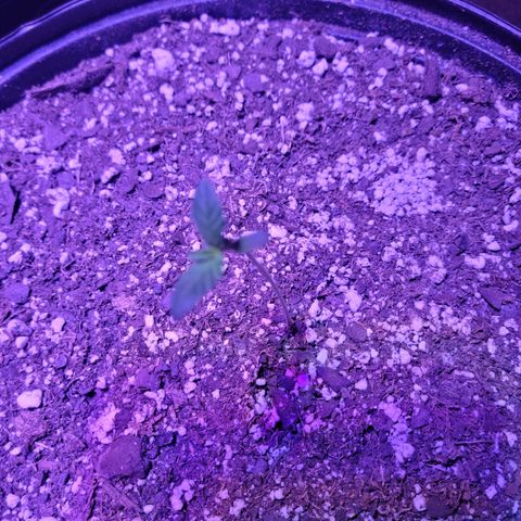 Tropicana Cookies Auto growlog timeline photo