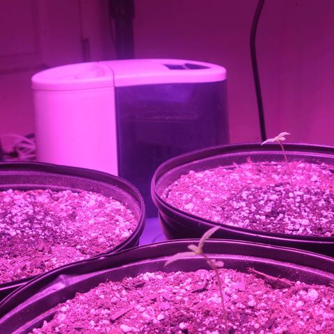 Tropicana Cookies Auto growlog timeline photo