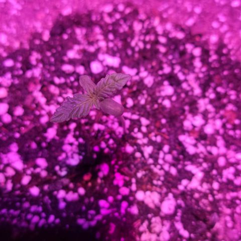 Tropicana Cookies Auto growlog timeline photo