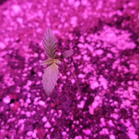 Tropicana Cookies Auto growlog timeline photo