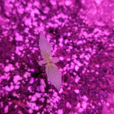 Tropicana Cookies Auto growlog timeline photo