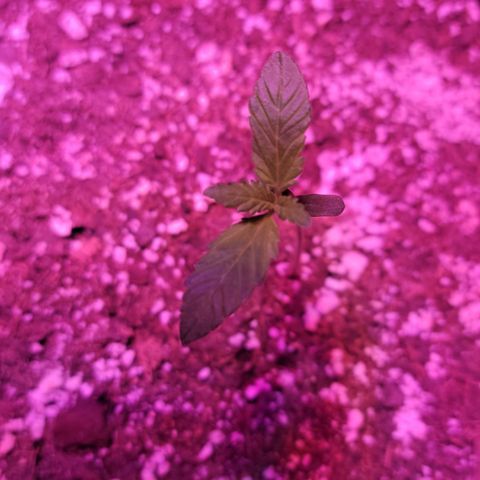 Tropicana Cookies Auto growlog timeline photo