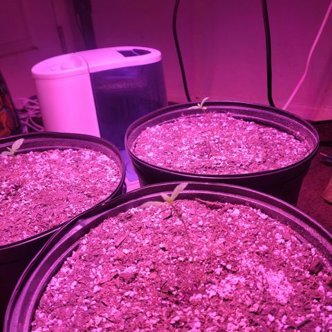 Tropicana Cookies Auto growlog timeline photo