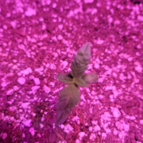 Tropicana Cookies Auto growlog timeline photo