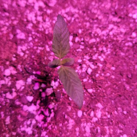 Tropicana Cookies Auto growlog timeline photo