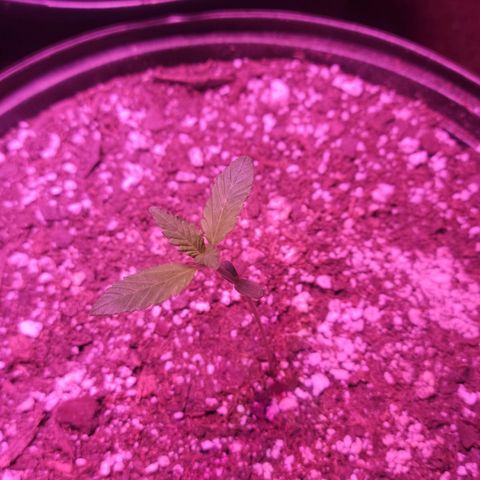Tropicana Cookies Auto growlog timeline photo