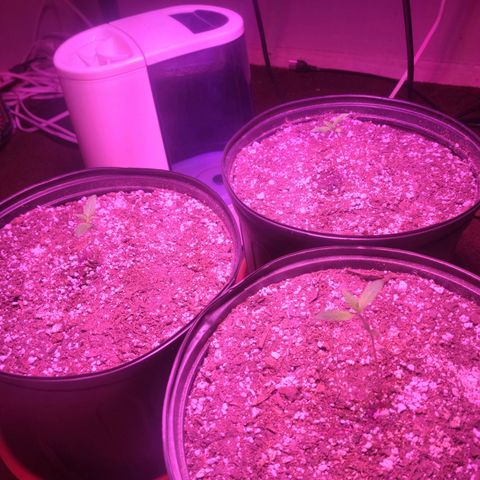 Tropicana Cookies Auto growlog timeline photo