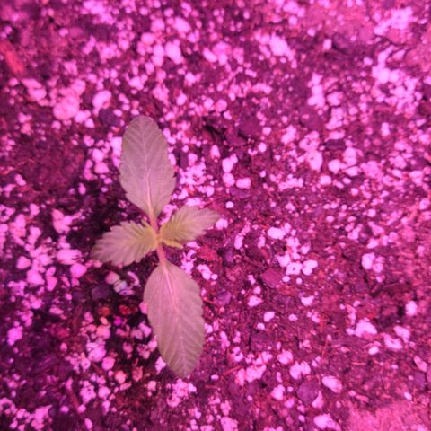 Tropicana Cookies Auto growlog timeline photo