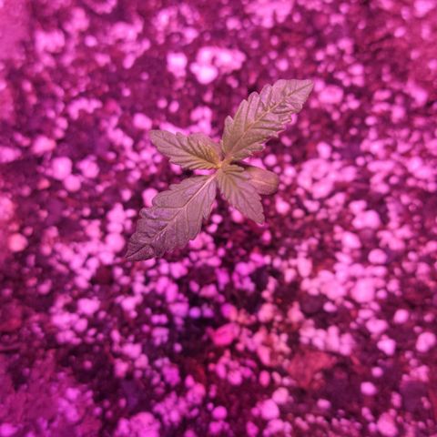 Tropicana Cookies Auto growlog timeline photo