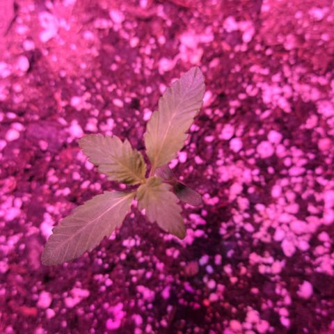 Tropicana Cookies Auto growlog timeline photo