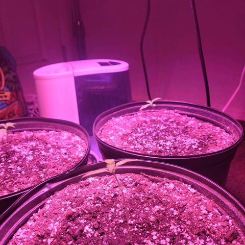 Tropicana Cookies Auto growlog timeline photo
