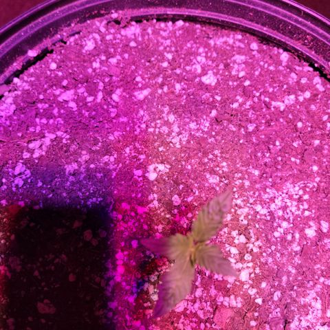 Tropicana Cookies Auto growlog timeline photo