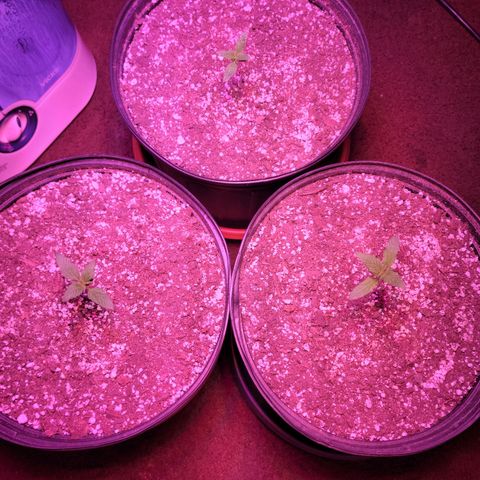 Tropicana Cookies Auto growlog timeline photo