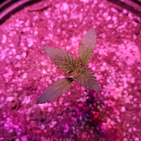 Tropicana Cookies Auto growlog timeline photo