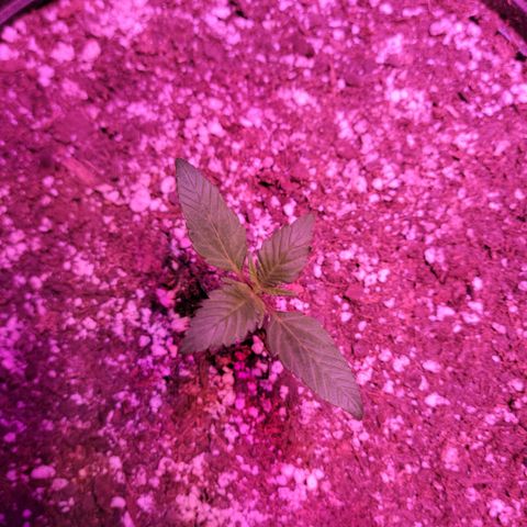 Tropicana Cookies Auto growlog timeline photo