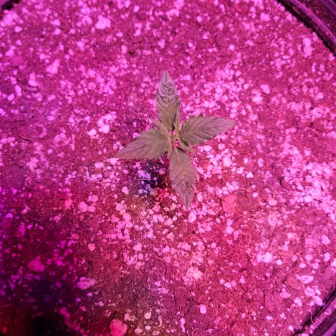 Tropicana Cookies Auto growlog timeline photo