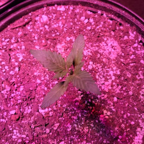 Tropicana Cookies Auto growlog timeline photo