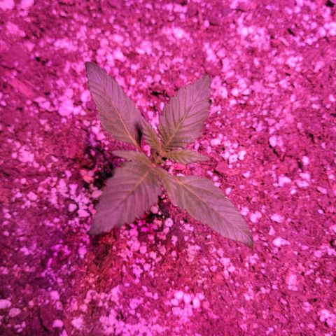 Tropicana Cookies Auto growlog timeline photo