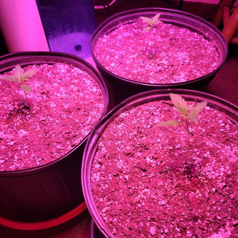 Tropicana Cookies Auto growlog timeline photo