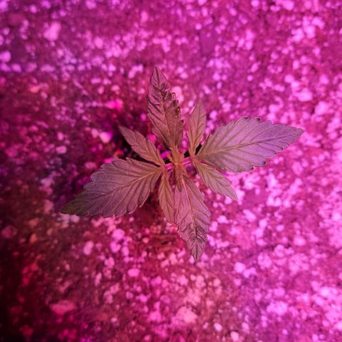 Tropicana Cookies Auto growlog timeline photo