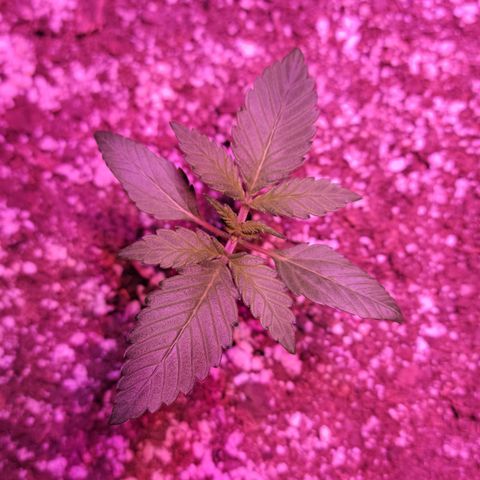 Tropicana Cookies Auto growlog timeline photo
