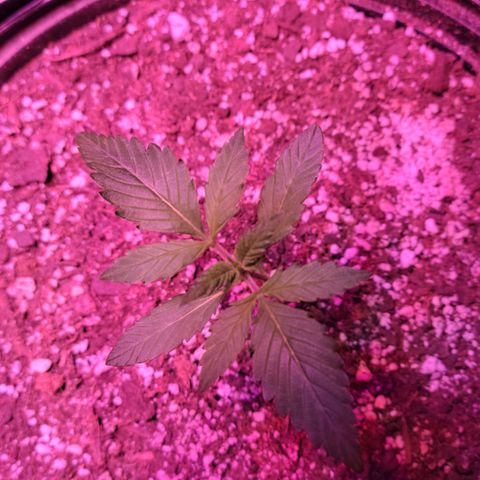 Tropicana Cookies Auto growlog timeline photo