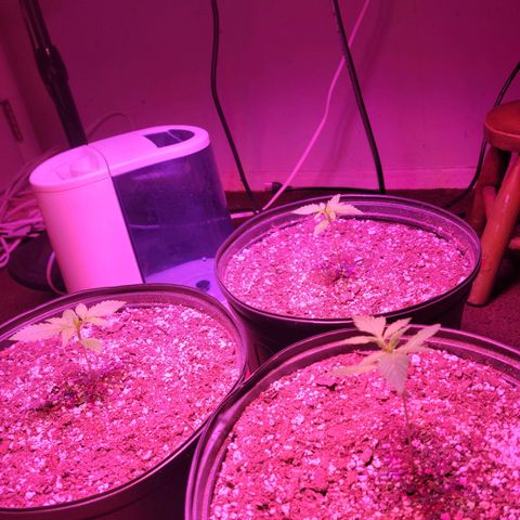 Tropicana Cookies Auto growlog timeline photo